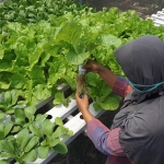 Seorang Ibu sedang bercocok tanam dengan cara hidroponik. foto: ist.