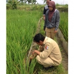 Petugas PPL Disperta Bojonegoro saat mengecek padi yang terserang penyakit 