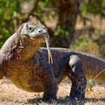 Ilustrasi. Foto: Ist