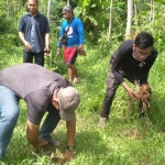 Penanaman vertivet (akar wangi) yang berfungsi sebagai pencegah erosi dan longsor di sungai Dusun Ngawen.