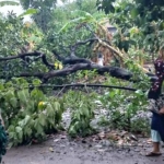 Puting beliung yang menerjang wilayah Krenjengan juga menumbangkan sejumlah pohon.