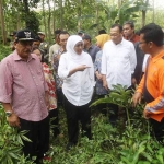 Gubernur Jatim, Khofifah Indar Parawansa saat meninjau hutan tempat budidaya tanaman umbi porang di Kabupaten Nganjuk. foto: ist