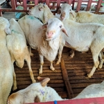 Kambing qurban