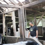 Peternak sapi susu di Pasuruan.