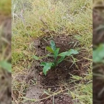 Bibit kopi ekselsa yang ditanam di dataran miring Desa Kalisari, Kecamatan Banyuglugur, Situbondo.