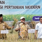 Panen padi di Jombang.