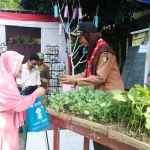 Warga membawa pulang bibit tanaman usai mencoblos di TPS 001 Kelurahan Kaliwungu. Foto: RONY S/BANGSAONLINE