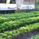 Ladang sayur di Kebun Percobaan Petrokimia Gresik.