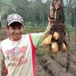 Petani kentang di Probolinggo saat panen.