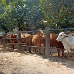 Suasana di Pasar Hewan Dimoro Kota Blitar tampak lengang.