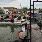 Salah satu pusat pembenihan ikan air tawar di Kabupaten Kediri. Foto: Ist