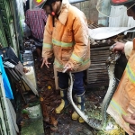 Petugas Damkar Gresik saat menjinakkan ular piton yang memiliki panjang 3 meter di rumah warga. Foto: SYUHUD/BANGSAONLINE