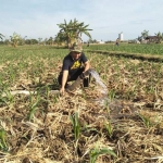 Ketua RGS Tuban Zuhri bertani sambil galang dukungan untuk Khofifah-Emil. 