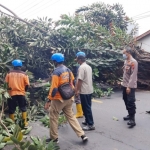 Proses evakuasi pohon tumbang di Jalan Pantura Situbondo oleh petugas.