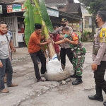 Warga dari Desa Dayu, Kecamatan Nglegok, Kabupaten Blitar, saat mencabut pohon pisang yang ditanam di jalan yang rusak.
