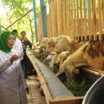 Pimpinan Baznas RI Bidang Pendistribusian, Saidah Sakwan saat meninjau kandang kambing Jadid Farm di Dusun Kayen, Desa Sitiaji, Bojonegoro. Foto: Eky Nur Hadi/BANGSAONLINE.com