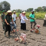 Wakil Bupati Kediri Dewi Mariya Ulfa dan Dandim 0809 Kediri Letkol Inf Aris Setiawan saat ikut membajak sawah. Foto: Ist.