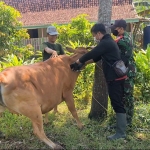 Petugas vaksinator saat menyuntikkan vaksin PMK ke sapi tanpa menggunakan APD. Foto: MUTAMMIM/BANGSAONLINE