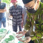 Camat Parengan, Eko Suhartadi saat melakukan pengecekan beras di kecamatan setempat, Kamis (9/7/2020).