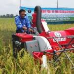 COBA: Bupati Sambari saat memanen padi dengan alat pemotong padi di Desa Petiyin Tunggal. foto: syuhud/ BANGSAONLINE