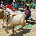 Peserta memacu kambingnya foto: RONY SUHARTOMO/ BANGSAONLINE