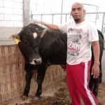 Masuto Alfianto saat sedang merawat Sapi Belgian Blue di kandangnya, yang baru datang hari Minggu (14/7) lalu.