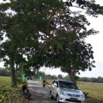 Tampak salah satu pohon yang dahannya nyaris patah ke badan jalan. foto: ISTIHAR/ BANGSAONLINE