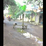 Jalan di Cangkringmalang Beji, Pasuruan.