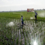 Sekitar 60 petani melakukan penyemprotan tanaman padi menggunakan pupuk organik cair Phonska Oca.