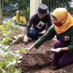 Komisaris BsB, Salma Safitri melakukan penanaman bibit sayuran di lahan kosong SMP Taman Siswa.