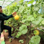 Salah satu jenis tanaman buah-buahan yang dibudidayakan di Mini Agrowisata adalah Golden Melon.