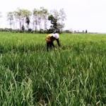 LANGKA: Salah satu petani di Simorejo, Kanor usai memupuk tanaman padinya. Pupuk di Bojonegoro langka, selain itu kios menjual diatas HET. Foto: Eky Nurhadi/BangsaOnline.com