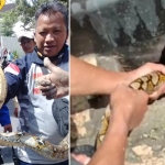 Ular Sanca yang ditemukan warga di gorong-gorong Jalan Ciliwung, Kota Blitar.