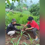 Upaya meningkatkan perekonomian, warga Desa Plalangan menanam pohon petai.