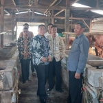 Tim Inspektorat Tuban saat memeriksa langsung lokasi kandang sapi bantuan dari Kementerian Desa, Pembangunan Daerah Tertinggal, dan Transmigrasi di Kecamatan Widang.