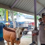 Aparat yang berjaga di pasar hewan kurban Tikung, Lamongan