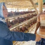 Wakil Ketua DPRD Gresik Nur Saidah (kiri) melihat peternakan ayam petelur milik Shodikin. foto: SYUHUD/ BANGSAONLINE