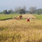 Sawah di kawasan Wonorejo Pasuruan butuh pengairan optimal.