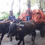 Akibat sulitnya jalan yang tidak bisa dilalui roda empat maupun roda dua, akhirnya KPU mempergunakan pegon. Tampak petugas dari Kepolisian tetap memberikan pengawalan.