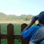 ?Wisatawan sedang menikmati gerak sekumpulan banteng yang sedang merumput di padang savana Sadengan. Foto:rosihan c anwar/bangsaonline