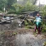 Pohon besar tumbang menimpa sebuah mobil yang sedang parkir di Jalan Kartini.