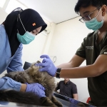 Seekor kucing sedang menjalani perawatan medis di Puskeswan Kota Surabaya. Foto: Hms