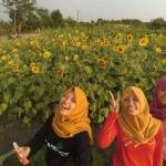 DILARANG MEMETIK: Tanaman bunga matahari di Sumberejo, juga banyak dikunjungi remaja untuk tempat obyek foto. foto: EKY NURHADI/ BANGSAONLINE