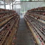 Peternakan ayam petelur di Kabupaten Kediri. Foto: Ist