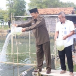 Wakil Bupati Pamekasan, Fattah Jasin, saat menaburkan benih ikan kerapu cantang di Desa Lembung, Kecamatan Galis.