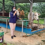 Salah satu hewan ternak sapi India di kawasan Edupark Semen Gresik. Foto: SYUHUD/ BANGSAONLINE