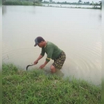 Johan, salah satu petani di Desa Munggugebang, Kecamatan Benjeng sedang menyelamatkan padinya yang belum terendam banjir.