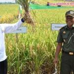 Bupati Sambari ketika panen raya padi di Balongpanggang. foto: syuhud/ BANGSAONLINE