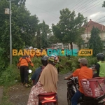 Macet akibat pohon tumbang di Jalan Mastrib, Kota Probolinggo. Foto: SUGIANTO/BANGSAONLINE