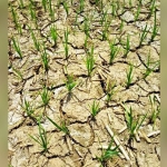 Keadaan lahan padi yang kering di Jember karena kekurangan air.